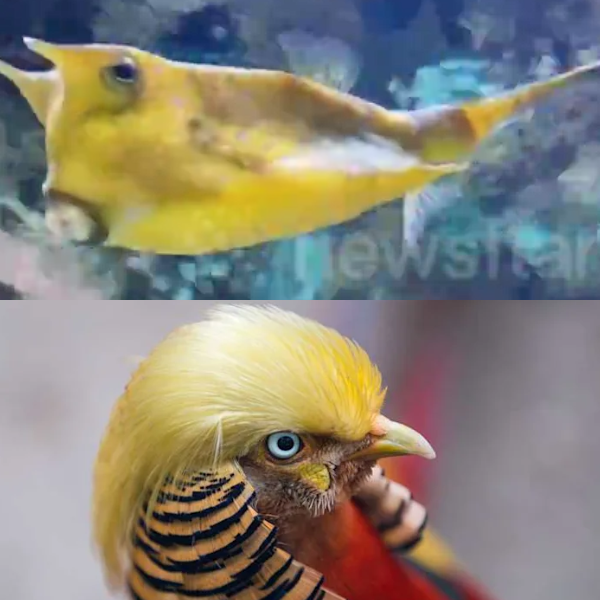 A vibrant yellow fish swims in an aquarium above a unique bird with striking blonde feathers and bold markings.